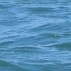 Meet your Posher, Carole